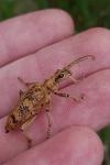Rhagium sycophanta