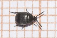 Spermophagus