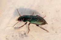 Harpalus affinis