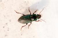 Harpalus affinis