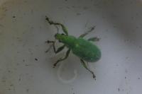 Polydrusus planifrons