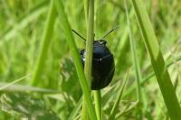 Chrysolina fuliginosa