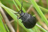 Galeruca tanaceti