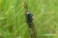 Malachius