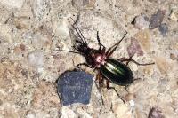Carabus auronitens