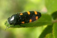 Ptosima undecimmaculata