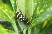 Clytus arietis