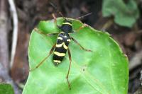 Clytus arietis