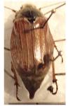 Melolontha melolontha