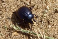 Timarcha goettingensis