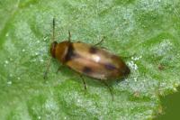 Anaspis maculata