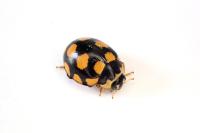 Coccinula quatuordecimpustulata