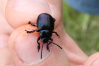 Timarcha goettingensis