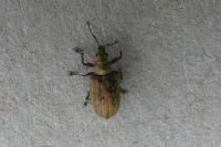 Phyllobius pyri