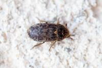 Dermestes mustelinus