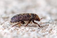 Dermestes mustelinus