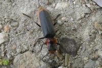 Cantharis fusca