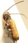 Tetrops praeustus