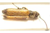 Tetrops praeustus
