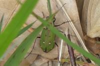 Cicindela campestris