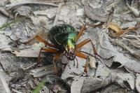 Carabus auratus