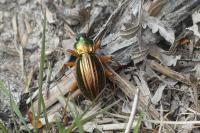 Carabus auratus