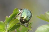 Cetonia aurata