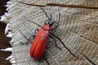 Pyrochroa coccinea