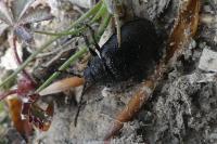 Galeruca tanaceti