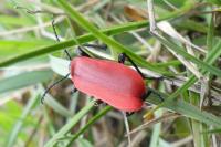 Pyrochroa coccinea