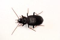 Nebria salina