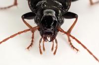Nebria salina