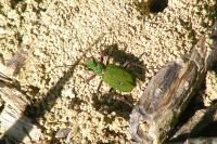 Cicindela campestris