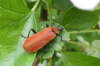 Pyrochroa coccinea