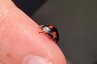 Exochomus quadripustulatus