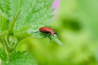 Pyrochroa serraticornis