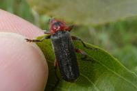 Cantharis rustica