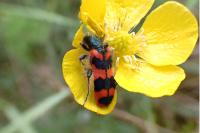 Trichodes alvearius