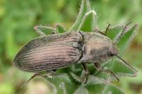 Selatosomus latus