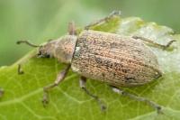 Phyllobius pyri