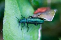 Psilothrix viridicoerulea