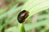 Chrysolina bankii
