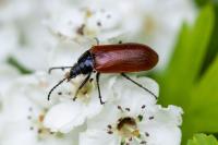 Omophlus lepturoides