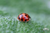 Harmonia axyridis
