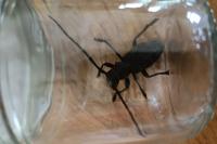 Morimus asper