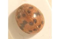 Subcoccinella vigintiquatuorpunctata