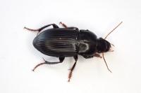 Harpalus