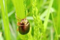 Chrysolina bankii