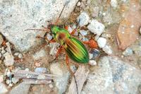 Carabus auratus