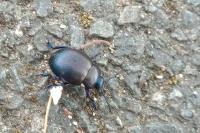 Timarcha goettingensis